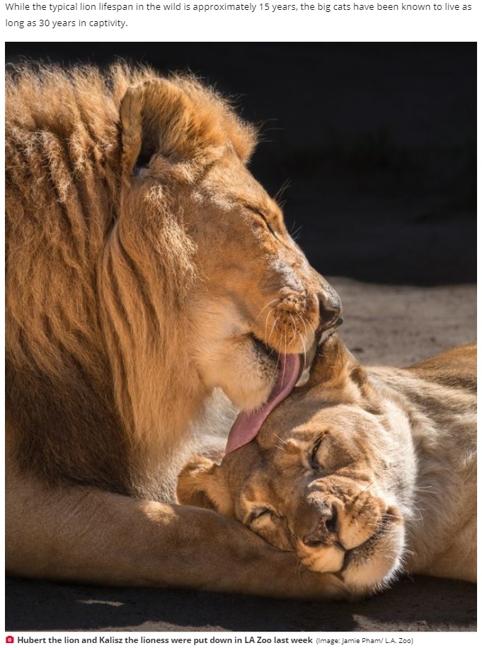 動物園でいつも一緒にいたライオンの夫婦（画像は『Daily Star　2020年8月1日付「Inseparable lion and lioness put to death by zoo so they won’t live without each other」（Image: Jamie Pham/ L.A. Zoo）』のスクリーンショット）