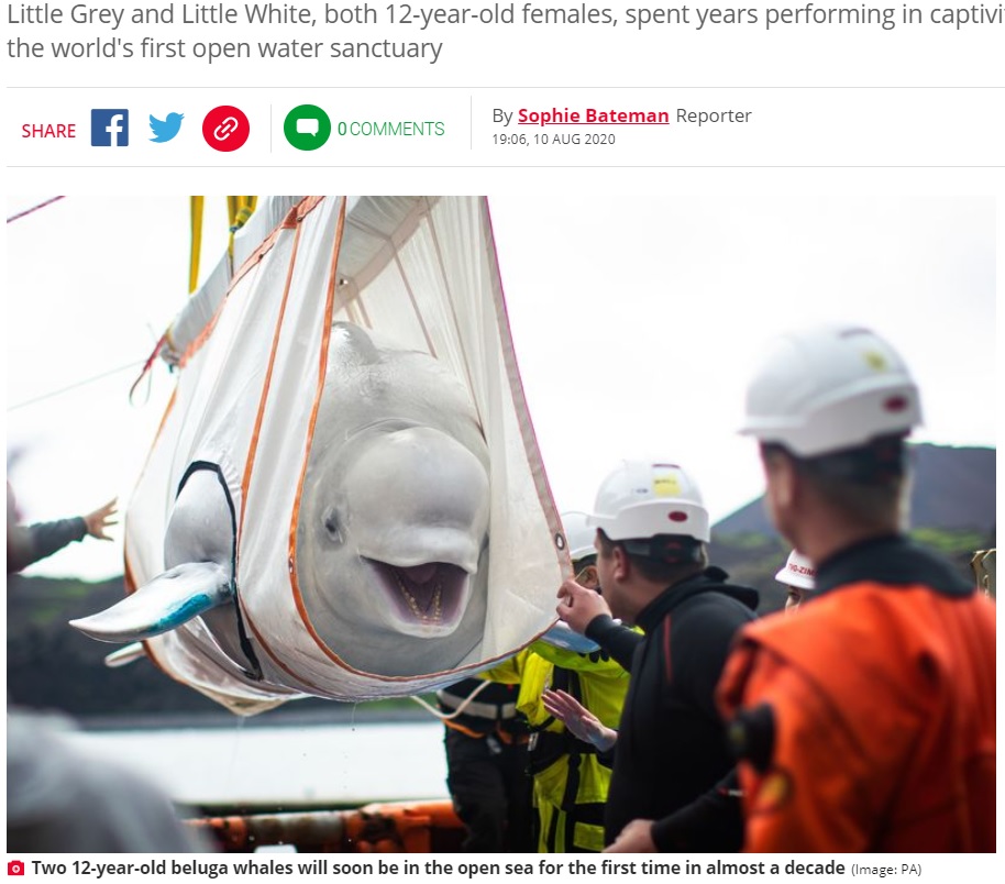 輸送中に笑顔を見せるシロイルカ（画像は『Daily Star　2020年8月10日付「Adorable beluga whale friends return to the ocean for first time in 10 years」（Image: PA）』のスクリーンショット）
