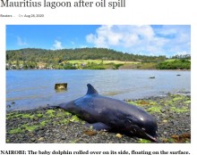 【海外発！Breaking News】油まみれの子イルカを必死に助けようとする母イルカ　モーリシャス島で捉えた悲しい映像＜動画あり＞