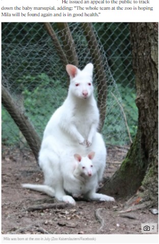突然いなくなってしまったカンガルーの赤ちゃん（画像は『The Independent　2020年8月24日付「Missing baby albino kangaroo ‘may have been stolen’」（Zoo Kaiserslautern/Facebook）』のスクリーンショット）