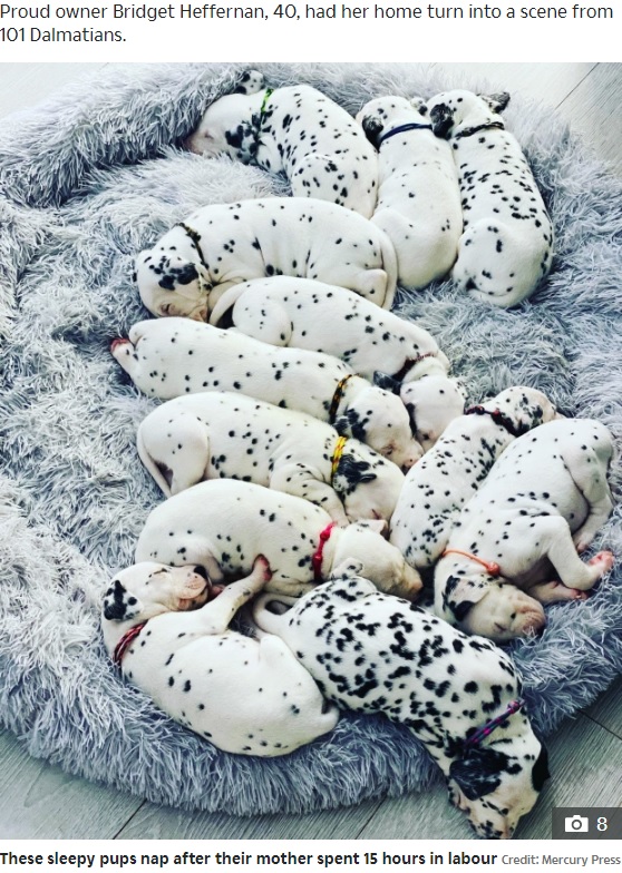 ぐっすり眠る12匹の子犬（画像は『The Sun　2020年8月28日付「SPOTTY AND SWEET Dalmatian pups cuddle up for a nap after their mum spent 15 hours in labour」（Credit: Mercury Press）』のスクリーンショット）