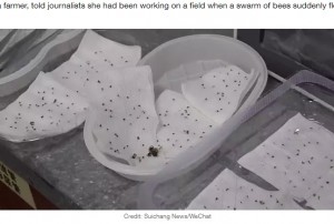 ファンさんから抜かれた針（画像は『LADbible　2020年8月28日付「​Woman Has To Have More Than 400 Bee Stings Removed From Body」（Credit: Suichang News/WeChat）』のスクリーンショット）