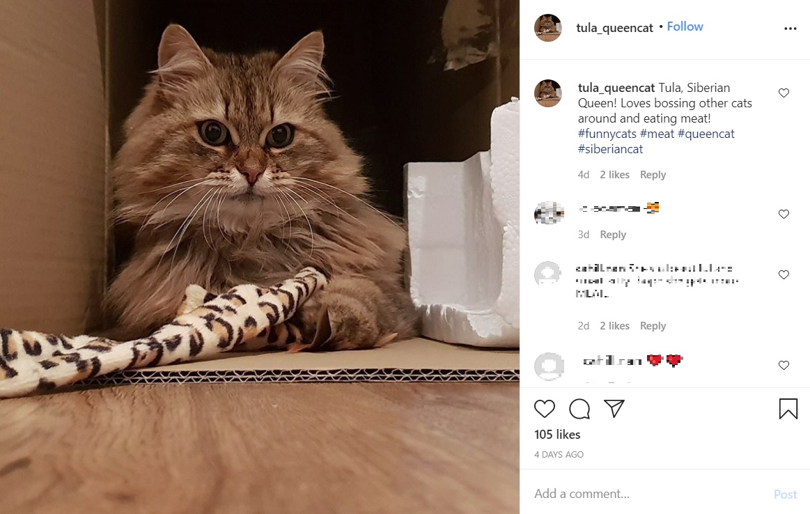レストランに1か月以上も通い続けた猫（画像は『Tula Cat　2020年8月19日付Instagram「Tula, Siberian Queen!」』のスクリーンショット）