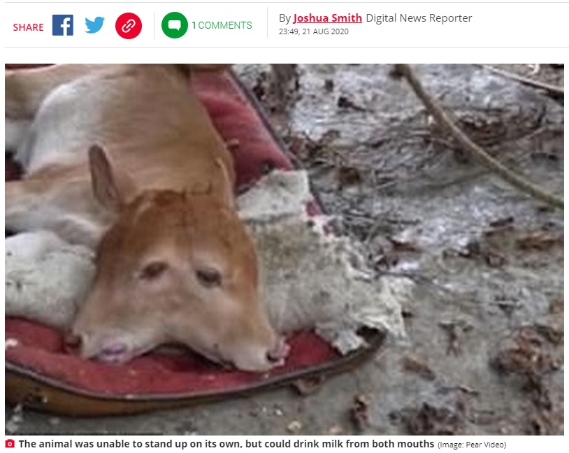 中国で誕生した2つの頭を持つ子牛（画像は『Daily Star　2020年8月25日付「Mutant two-headed calf born to stunned farmers in backwater Chinese village」（Image: Pear Video）』のスクリーンショット）