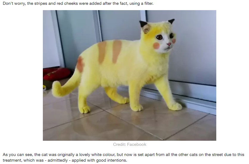 フォトショップ加工で“Ka-Pwong”がピカチュウに変身（画像は『LADbible　2020年8月26日付「Woman Accidentally Dyes Cat Yellow After Applying Turmeric Treatment」（Credit: Facebook）』のスクリーンショット）