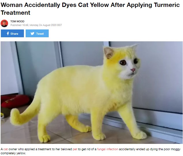 全身が真っ黄色になってしまった猫（画像は『LADbible　2020年8月26日付「Woman Accidentally Dyes Cat Yellow After Applying Turmeric Treatment」（Credit: Facebook）』のスクリーンショット）