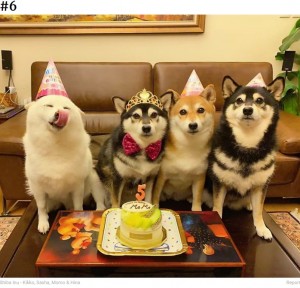 早くケーキが食べたいの？（画像は『Bored Panda　2020年9月10日付「‘We All Have This Friend’: Shiba Inu Goes Viral For Constantly Ruining Group Pics」（Shiba Inu - Kikko, Sasha, Momo ＆ Hina）』のスクリーンショット）