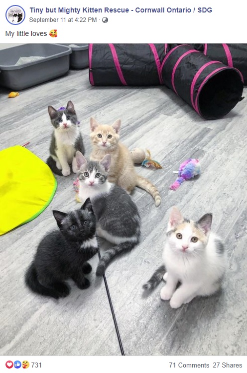 きょうだいになった猫たちと（画像は『Tiny but Mighty Kitten Rescue - Cornwall Ontario / SDG　2020年9月11日付Facebook「My little loves」』のスクリーンショット）