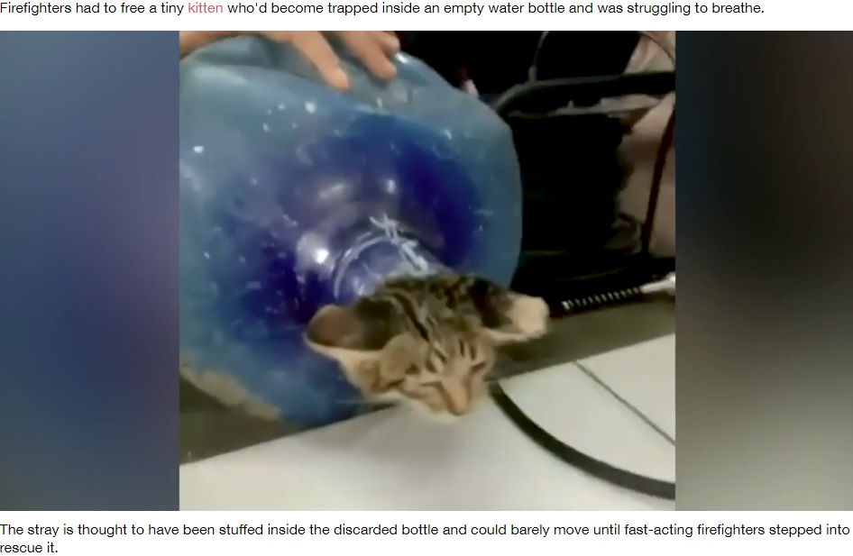 水のボトルにすっぽりはまった子猫（画像は『LADbible　2020年9月4日付「Firefighters Rescue Adorable Kitten Trapped In Discarded Bottle」（Credit: ViralPress）』のスクリーンショット）
