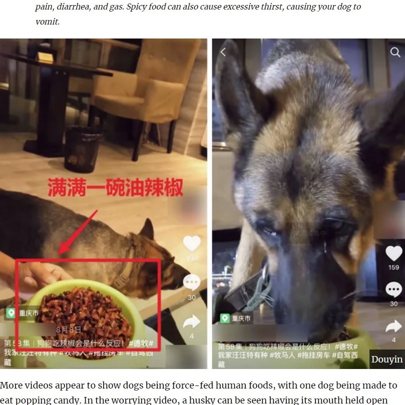 唐辛子入りの餌を与えられる犬（画像は『UNILAD　2020年9月18日付「Influencers Force-Feeding Dogs Online Under Fire After Mukbang Videos Banned In China」（Douyin）』のスクリーンショット）
