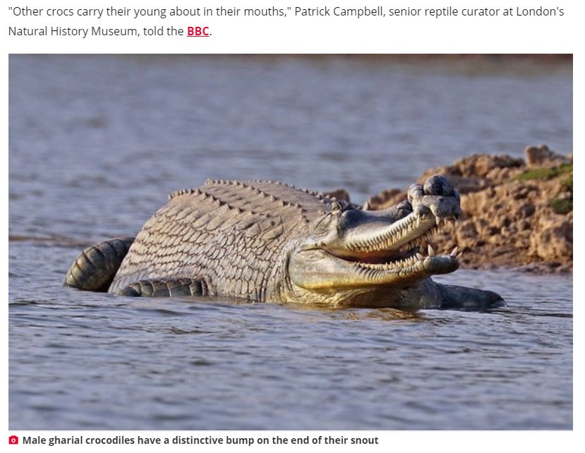 雄のワニの珍しい光景がキャッチされる（画像は『Daily Star　2020年9月5日付「Patient crocodile dad lets his 100 babies hitch a ride on his back in stunning photo」』のスクリーンショット）