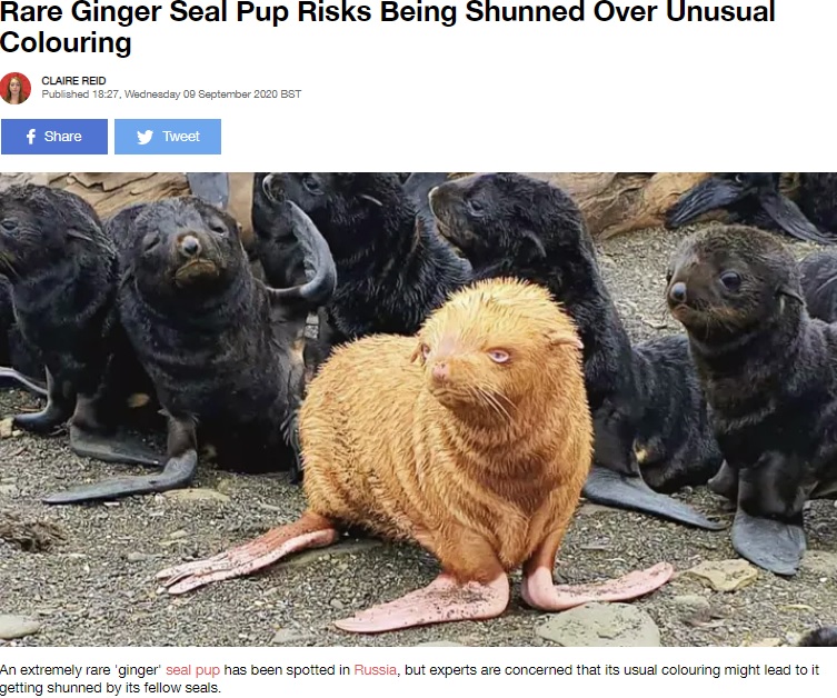 青い瞳に赤茶色の毛のオットセイ（画像は『LADbible　2020年9月9日付「Rare Ginger Seal Pup Risks Being Shunned Over Unusual Colouring」』のスクリーンショット）