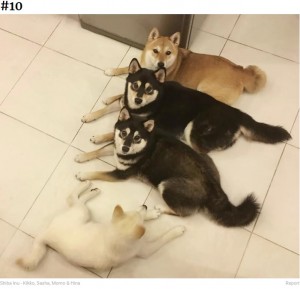 カメラを見て～（画像は『Bored Panda　2020年9月10日付「‘We All Have This Friend’: Shiba Inu Goes Viral For Constantly Ruining Group Pics」（Shiba Inu - Kikko, Sasha, Momo ＆ Hina）』のスクリーンショット）