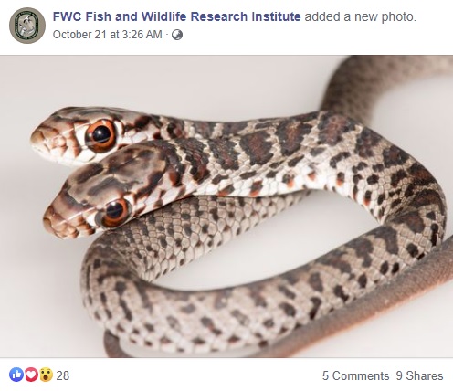 2つの頭を持つヘビ（画像は『FWC Fish and Wildlife Research Institute　2020年10月21日付Facebook「A rare two-headed southern black racer was recently found at a residence in Palm Harbor by Kay Rogers and family.」』のスクリーンショット）