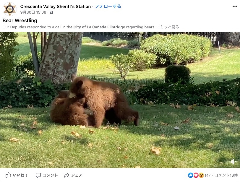 民家の庭で仲良く遊ぶ2頭の子グマ（画像は『Crescenta Valley Sheriff’s Station　2020年9月30日付Facebook「Our Deputies responded to a call in the City of La Cañada Flintridge regarding bears in a neighborhood.」』のスクリーンショット）