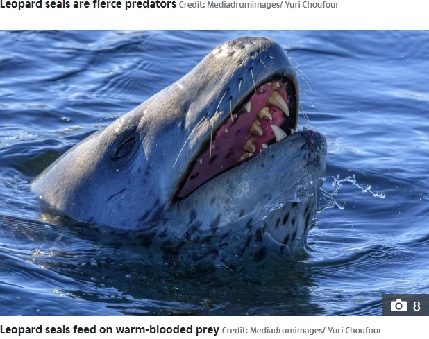 鋭い歯を持つヒョウアザラシ（画像は『The Sun　2020年10月15日付「RAW NATURE Penguin brutally beheaded in a bloody attack by a leopard seal in incredible nature pictures」（Credit: Mediadrumimages/ Yuri Choufour）』のスクリーンショット）