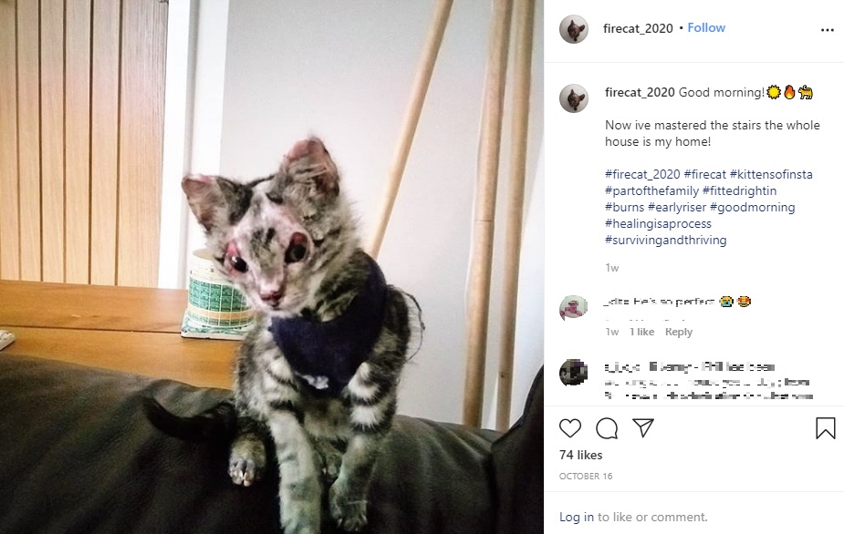 かなり回復してきたファイヤー・キャット（画像は『firecat_2020　2020年10月16日付Instagram「Good morning!」』のスクリーンショット）