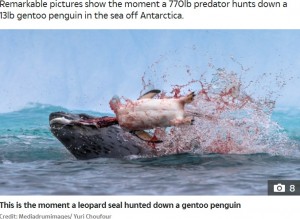 ペンギンの頭を引きちぎるヒョウアザラシ（画像は『The Sun　2020年10月15日付「RAW NATURE Penguin brutally beheaded in a bloody attack by a leopard seal in incredible nature pictures」（Credit: Mediadrumimages/ Yuri Choufour）』のスクリーンショット）