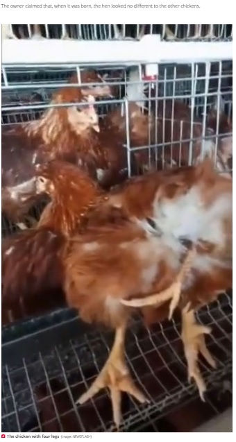 ケージの入り口にもたれかかるようにして動かないニワトリ（画像は『Daily Star　2020年10月29日付「Mutant four-legged hen discovered with two limbs protruding from its bum」（Image: NEWSFLASH）』のスクリーンショット）