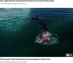 獰猛なことで知られるヒョウアザラシ（画像は『The Sun　2020年10月15日付「RAW NATURE Penguin brutally beheaded in a bloody attack by a leopard seal in incredible nature pictures」（Credit: Mediadrumimages/ Yuri Choufour）』のスクリーンショット）