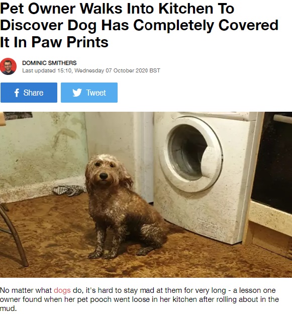 帰宅した飼い主を出迎えたのは泥だらけの犬（画像は『LADbible　2020年10月7日付「Pet Owner Walks Into Kitchen To Discover Dog Has Completely Covered It In Paw Prints」（Credit: Deadline News）』のスクリーンショット）