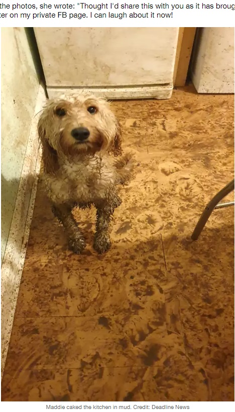 飼い主を愛おしそうに見上げる愛犬（画像は『LADbible　2020年10月7日付「Pet Owner Walks Into Kitchen To Discover Dog Has Completely Covered It In Paw Prints」（Credit: Deadline News）』のスクリーンショット）