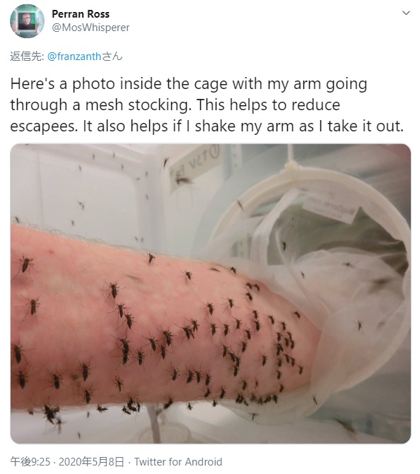 蚊のいる箱に腕を入れて血を提供するペランさん（画像は『Perran Ross　2020年5月8日付Twitter「Here’s a photo inside the cage with my arm going through a mesh stocking.」』のスクリーンショット）