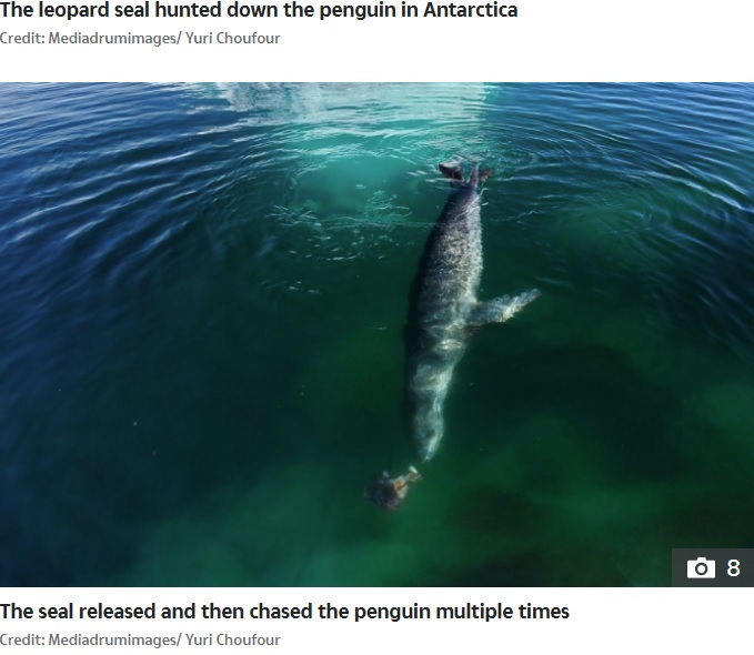 一度獲物を放して遊ぶ姿も（画像は『The Sun　2020年10月15日付「RAW NATURE Penguin brutally beheaded in a bloody attack by a leopard seal in incredible nature pictures」（Credit: Mediadrumimages/ Yuri Choufour）』のスクリーンショット）