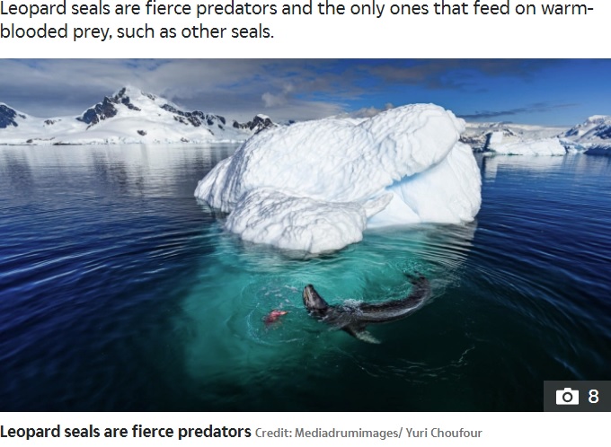 南極大陸をぐるりと囲むように生息するヒョウアザラシ（画像は『The Sun　2020年10月15日付「RAW NATURE Penguin brutally beheaded in a bloody attack by a leopard seal in incredible nature pictures」（Credit: Mediadrumimages/ Yuri Choufour）』のスクリーンショット）