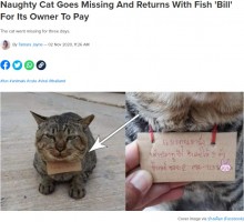 【海外発！Breaking News】「あなたの猫に魚を3匹あげました」3日間行方不明だった猫が“借金”を抱えて帰宅（タイ）