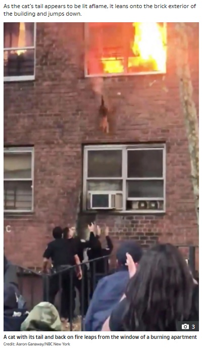 2階窓から猫が決死のジャンプ（画像は『The US Sun　2020年10月25日付「FELINE FINE Incredible moment daredevil cat LEAPS from second floor window of burning apartment」（Credit: Aaron Ganaway/NBC New York）』のスクリーンショット）