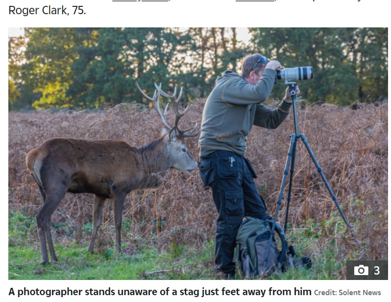 男性のポケットを鼻で漁る仕草を見せた鹿（画像は『Richmond and Twickenham Times　2017年11月13日付「Borough view: Red deer stags in Bushy Park」』のスクリーンショット）