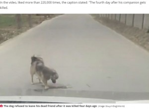 【海外発！Breaking News】車にはねられた仲間の事故現場で体を擦り付ける犬が涙を誘う（中国）