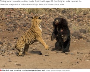 【海外発！Breaking News】噛まれてもベンガルトラに挑むナマケグマ　壮絶な闘いをカメラが捉えた！（印）