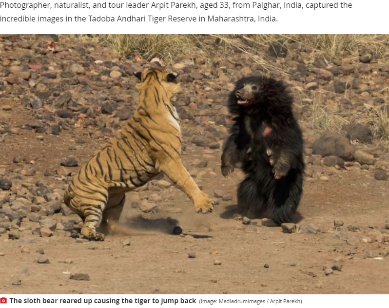 ベンガルトラに首回りを噛まれ立ち向かうナマケグマ（画像は『Mirror　2020年11月25日付「Astonishing moment huge tiger launches attack on world’s ‘deadliest bear’」（Image: Mediadrumimages / Arpit Parekh）』のスクリーンショット）