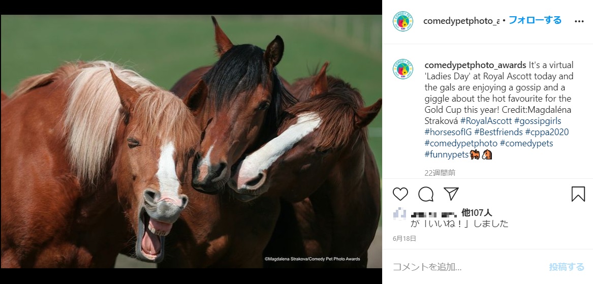 噂話を楽しむ女の子たちのよう（画像は『MarsPetcare ComedyPhotoAwards　2020年6月18日付Instagram「It’s a virtual ‘Ladies Day’ at Royal Ascott today and the gals are enjoying a gossip and a giggle about the hot favourite for the Gold Cup this year!」』のスクリーンショット）