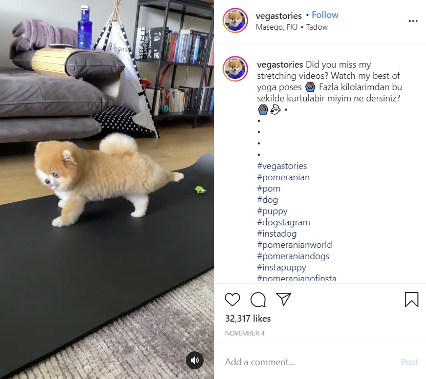 足を伸ばしヨガのポーズを決めるヴェガス（画像は『Vegas The Pomeranian　2020年11月4日付Instagram「Did you miss my stretching videos? 」』のスクリーンショット）