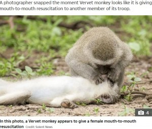 まるで心肺蘇生法を施しているかのようなサル（画像は『The Sun　2020年11月10日付「MONKEY BUSINESS Monkey appears to give mouth-to-mouth resuscitation to stricken female - but it’s just a grooming ritual」（Credit: Solent News）』のスクリーンショット）