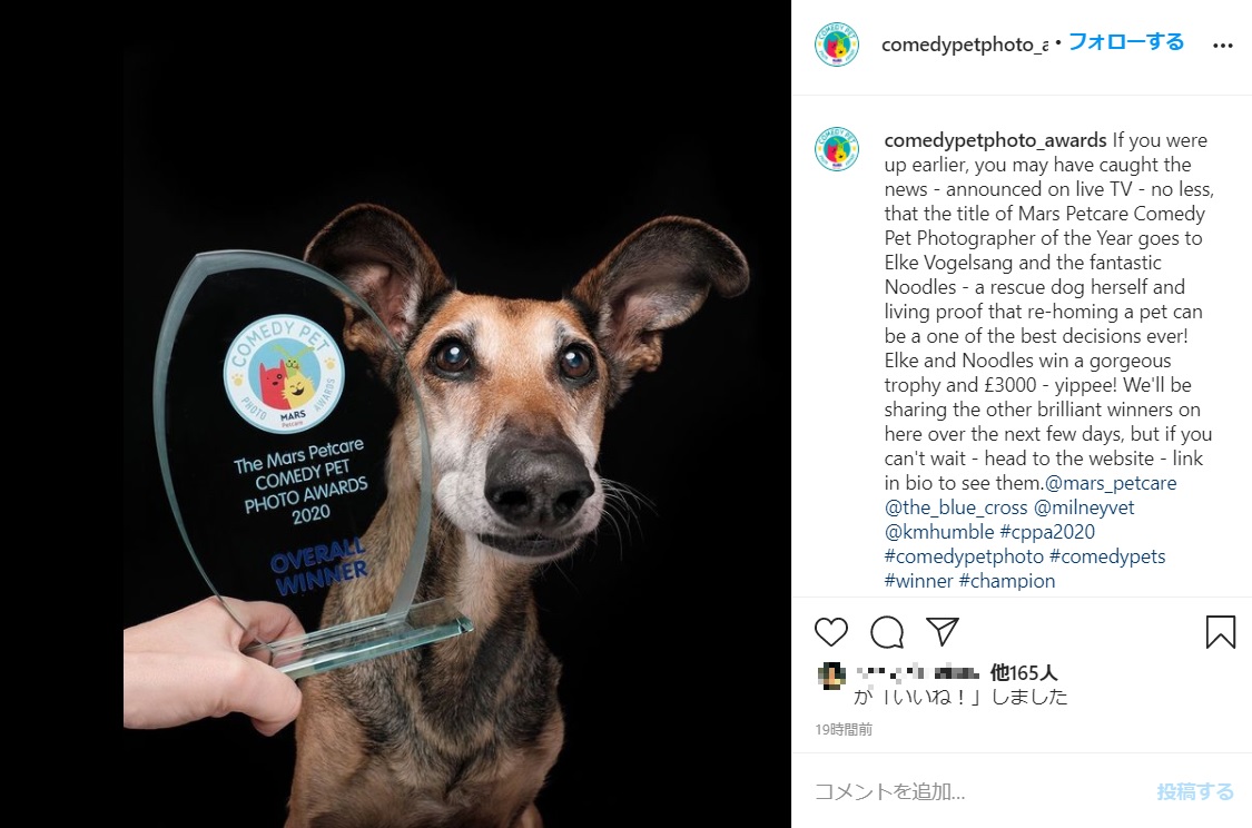 優勝トロフィーと並ぶヌードルズ（画像は『MarsPetcare ComedyPhotoAwards　2020年11月24日付Instagram「If you were up earlier, you may have caught the news」』のスクリーンショット）