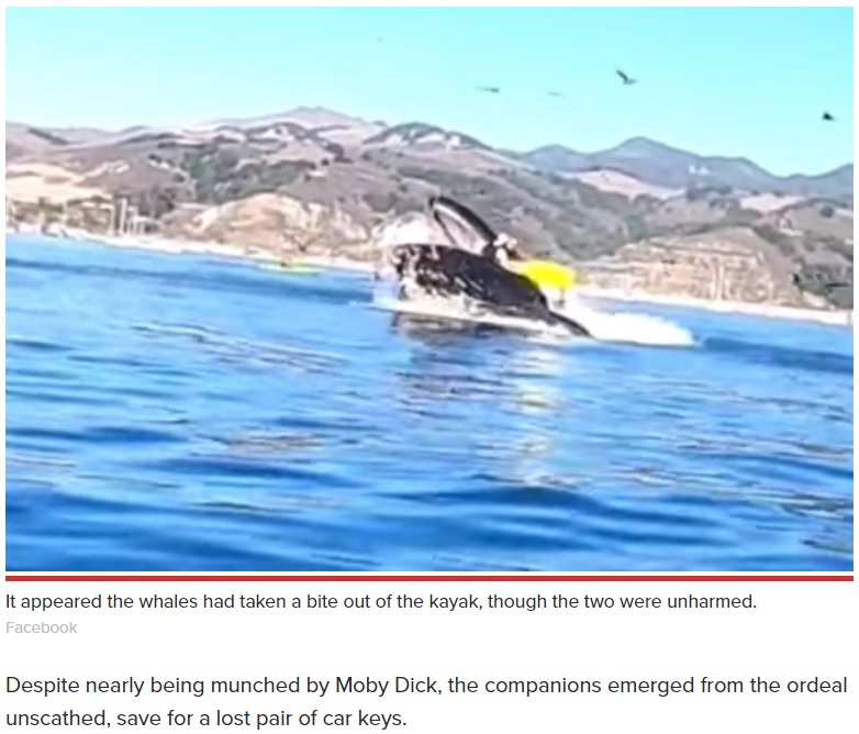 クジラが2人を飲み込む映像には息を飲む（画像は『New York Post　2020年11月3日付「Footage captures shocking moment whale nearly swallows two kayakers」（Facebook）』のスクリーンショット）