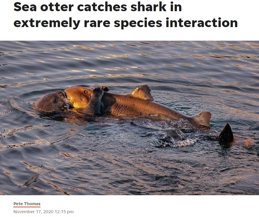 ラッコとサメ、捕食の立場が入れ替わった貴重な瞬間（画像は『USA Today FTW　2020年11月17日付「Sea otter catches shark in extremely rare species interaction」（Photo: Don Henderson）』のスクリーンショット）