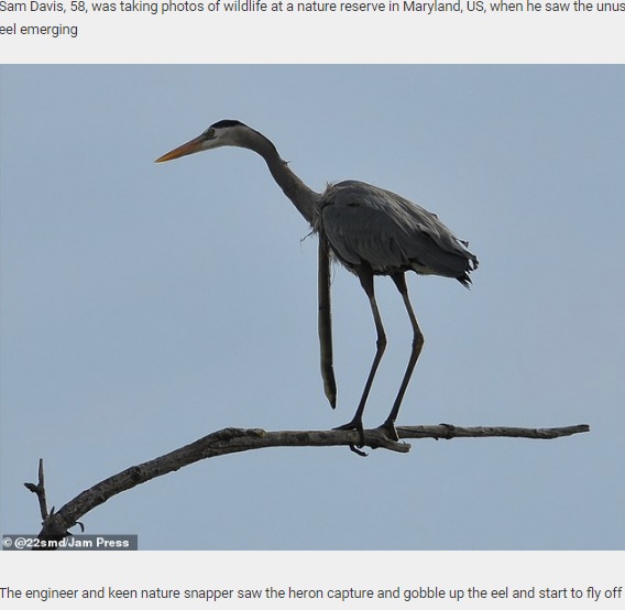 ウミヘビをぶら下げたまま木にとまるサギ（画像は『Daily Star Post　2020年11月5日付「Swallowed eel manages to burrow its way out of a heron’s throat mid-air to reclaim its freedom」（＠22smd/Jam Press）』のスクリーンショット）