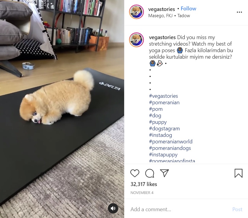 ヨガマットに寝そべるポメラニアン（画像は『Vegas The Pomeranian　2020年11月4日付Instagram「Did you miss my stretching videos?」』のスクリーンショット）