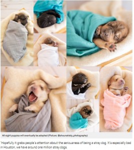 リリー・メイが出産した8匹の子犬たち（画像は『Metro　2020年12月15日付「Pregnant golden retriever enjoys maternity photoshoot to celebrate being rescued off street」（Picture: ＠shaunakiely_photography）』のスクリーンショット）