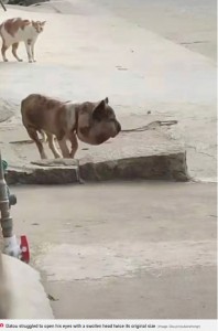 大きな頭にやせ細った身体のダトウ（画像は『Daily Star　2020年12月20日付「Stray dog with swollen head after collar embeds into skin makes amazing transformation」（Image: Douyin/putianzhongr）』のスクリーンショット）