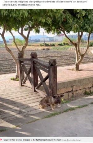 【海外発！Breaking News】首輪が食い込み頭部が倍以上になるも奇跡的に回復した野良犬（中国）