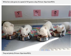 仲良く並んで食事するホワイトライオン（画像は『Metro　2020年12月23日付「Super rare white lion quadruplets prepare to meet the public for the first time」（Picture: Sipa Asia/REX）』のスクリーンショット）