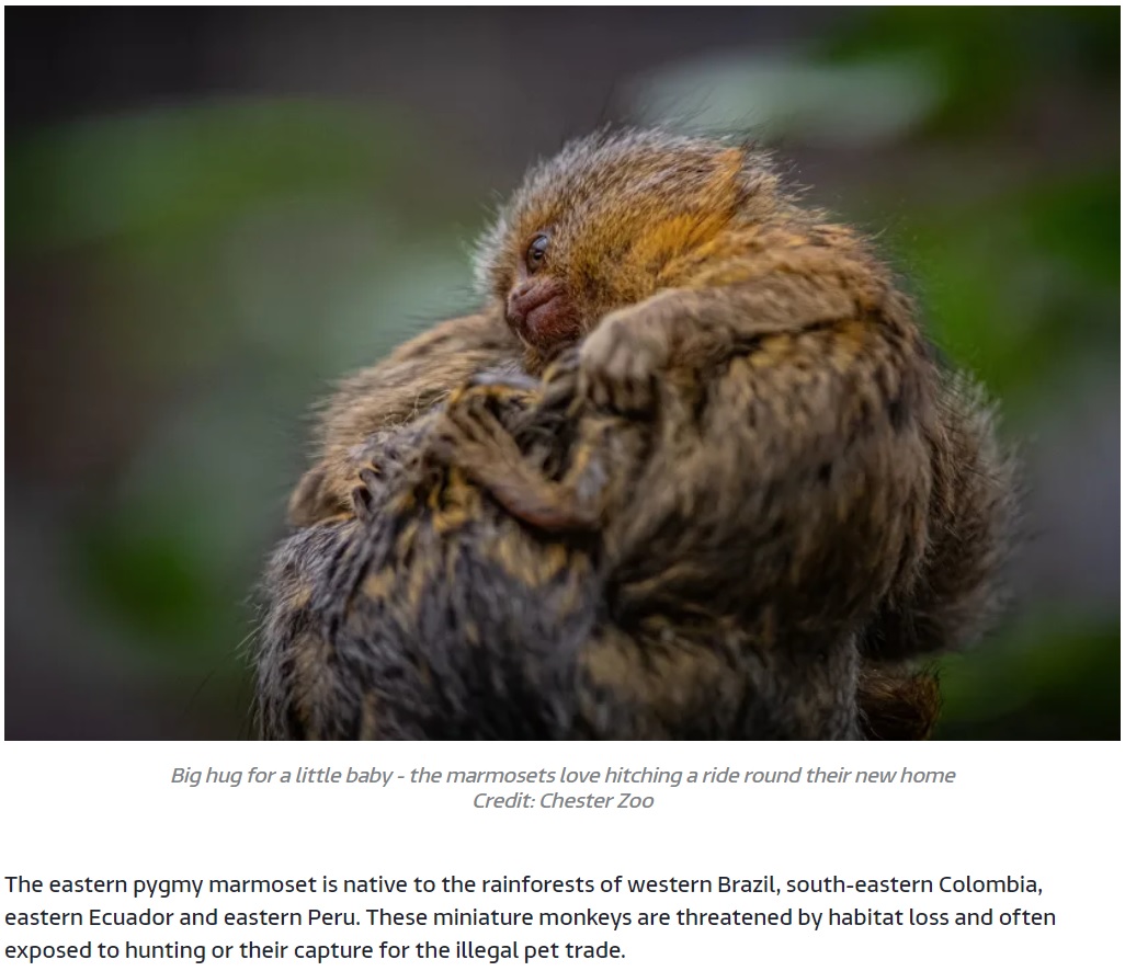 小さな親の背中にさらに小さな赤ちゃんが（画像は『ITV Hub　2020年12月4日付「Double trouble at Chester Zoo as twin monkeys are born」（Credit: Chester Zoo）』のスクリーンショット）