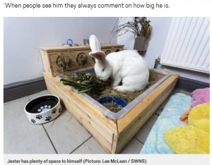 家中のいたるところにジェスター専用の場所が（画像は『Metro　2020年12月13日付「Giant 20lb rabbit has his own bedroom and is pursuing a modelling career」（Picture: Lee McLean / SWNS）』のスクリーンショット）