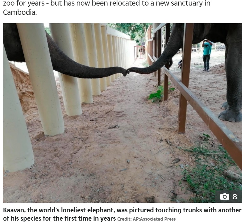 隣のゾウへ鼻を伸ばすカーバン（画像は『The Sun　2020年12月1日付「LOVING TOUCH ‘World’s loneliest elephant’ tenderly touches trunks with a female for first time in 8 years after Cher’s rescue mission」（Credit: AP:Associated Press）』のスクリーンショット）